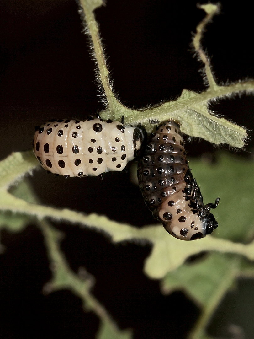 (15) DER GROSSE PAPPELBLATTKÄFER (CHRYSOMELA POPULI)