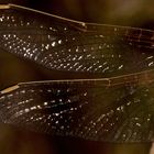 (15) Die Frühe Heidelibelle (Sympetrum fonscolombii)