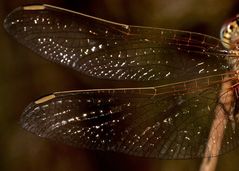 (15) Die Frühe Heidelibelle (Sympetrum fonscolombii)