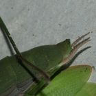 (15) Die Gemeine oder Europäische GOTTESANBETERIN (Mantis religiosa)