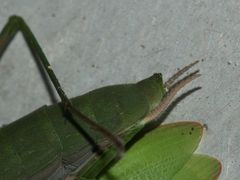 (15) Die Gemeine oder Europäische GOTTESANBETERIN (Mantis religiosa)