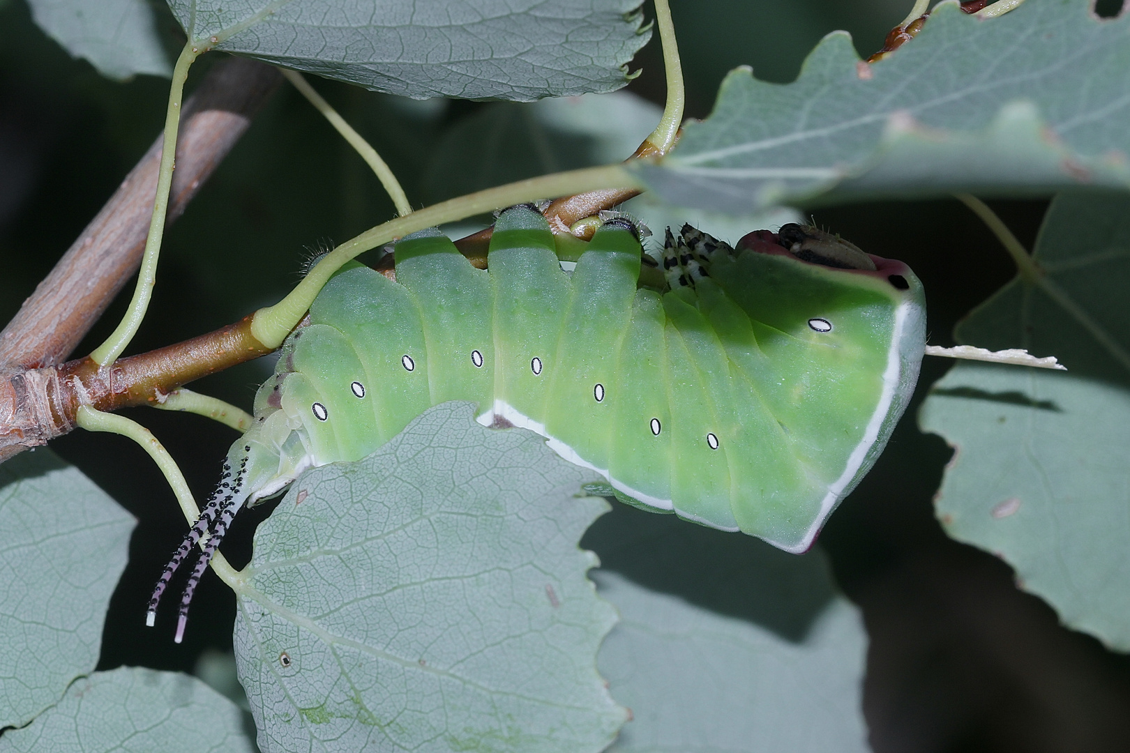 (15) Die Raupe des Großen Gabelschwanzes (Cerura vinula)