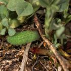 (1/5) Eine Raupe des Gemeinen Bläulings (Polyommatus icarus)!