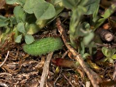 (1/5) Eine Raupe des Gemeinen Bläulings (Polyommatus icarus)!