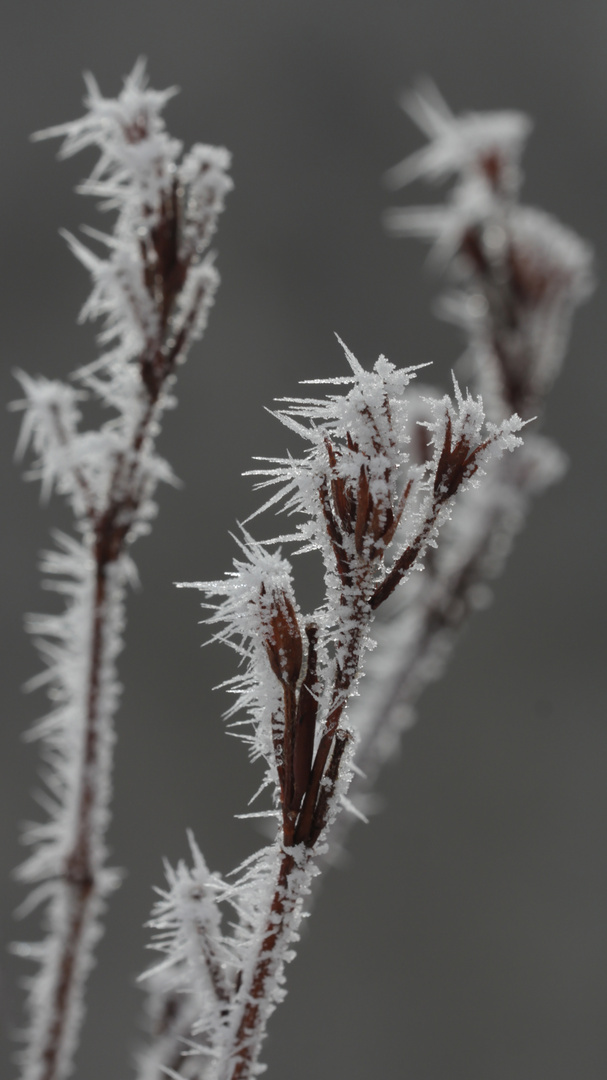 (15) Eisnadeln als Schnee und nadelförmiger Raureif ...