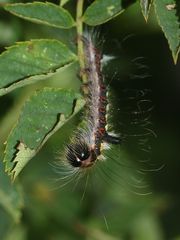 (15) Fünf Arten junger, haariger Raupen in 22 Bildern ...