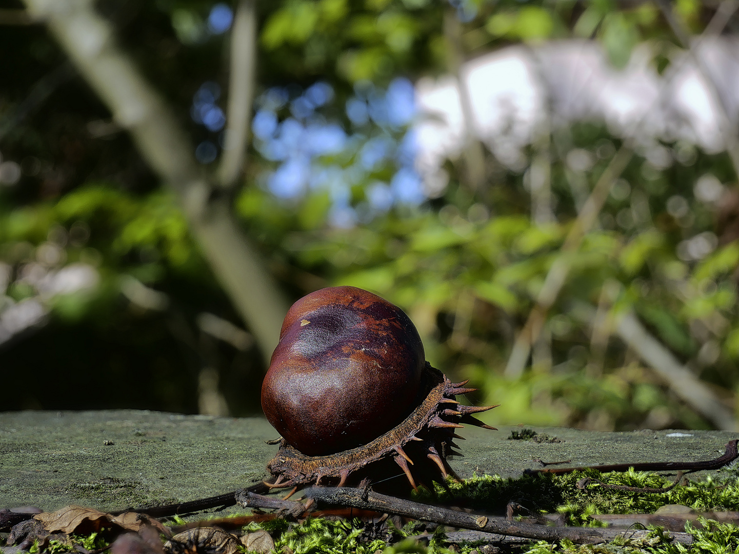 15 herbst im schwetzinger schlossgarten