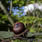 15 herbst im schwetzinger schlossgarten