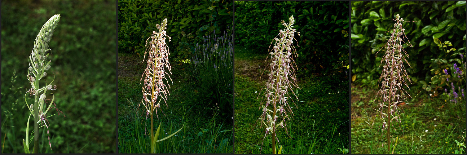 15 jours dans la vie d’une Orchis bouc  -- 2 Wochen im Leben einer Bocks Riemenzunge (Bocksorchis)