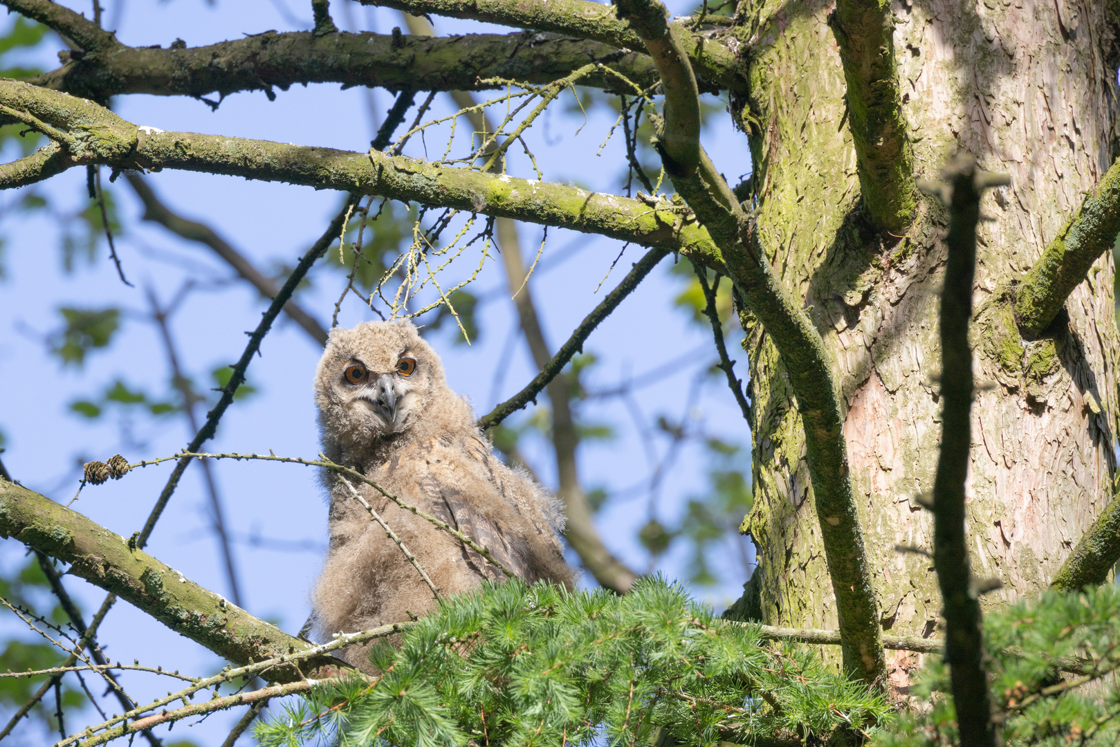 15 Mai 22_das erste Uhu Kind verlässt das Nest