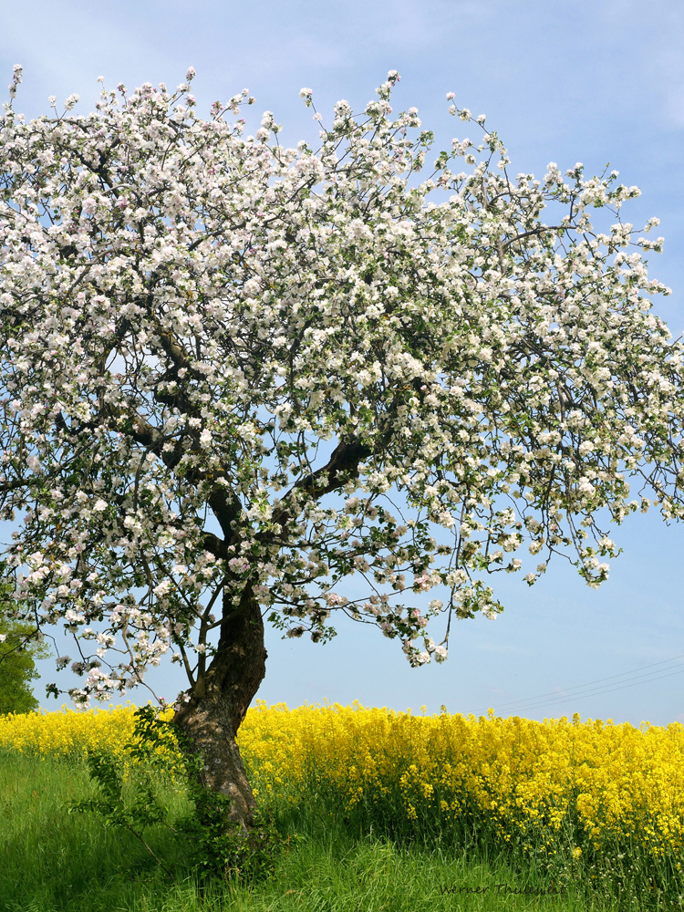 15. Mai