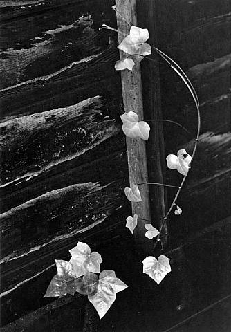 15 - Minor White, Ivy, Portland, Oregon, 1964