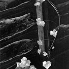 15 - Minor White, Ivy, Portland, Oregon, 1964