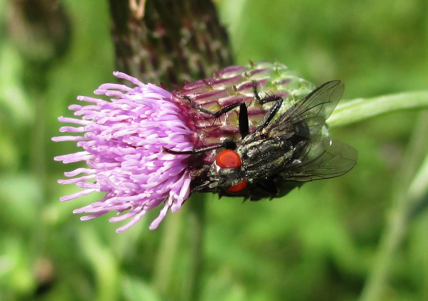 15 Minuten an einer Flockenblume 1