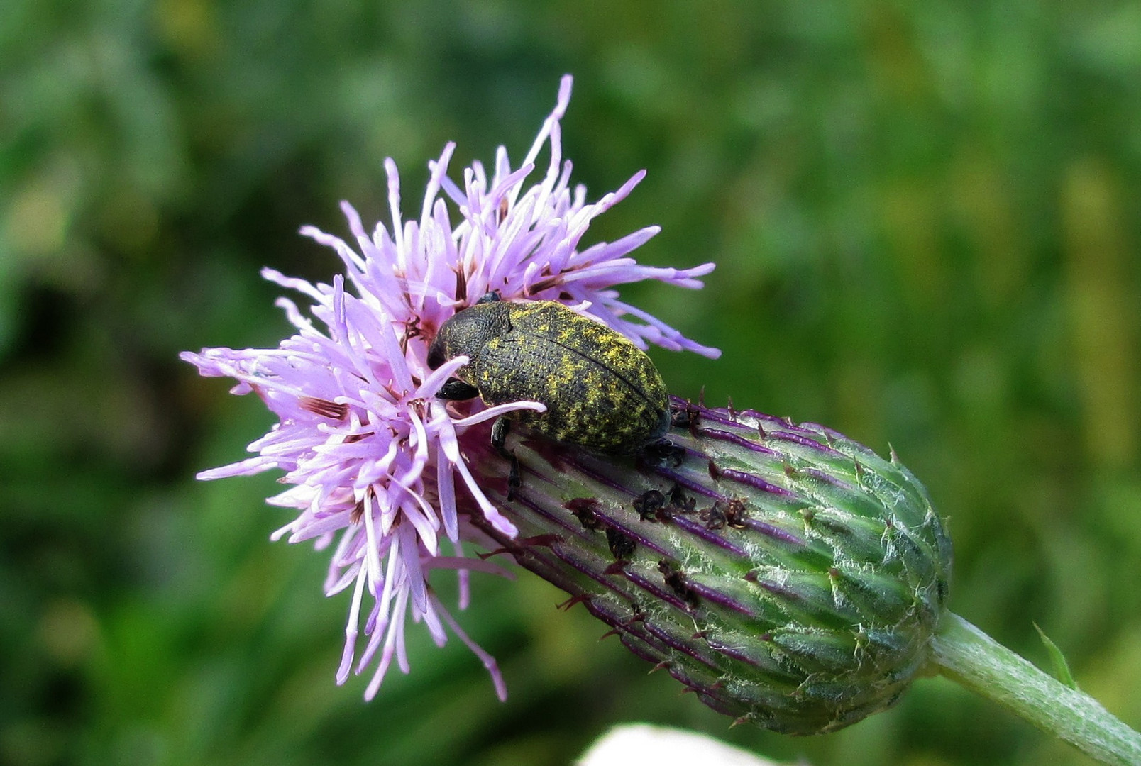 15 Minuten an einer Flockenblume 2