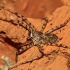 (15) PHILODROMUS MARGARITATUS - Für Anna-Dora Sartorio, unsere "grande dame" der Naturfotografie, ..