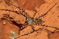 (15) PHILODROMUS MARGARITATUS - Für Anna-Dora Sartorio, unsere "grande dame" der Naturfotografie, ..