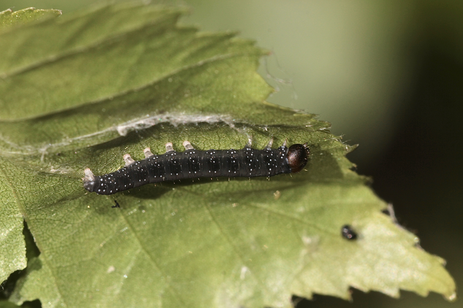 (1/5) Raupen des Gelbhorn-Eulenspinners (Achlya flavicornis) an Birke