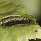 (1/5) Raupen des Gelbhorn-Eulenspinners (Achlya flavicornis) an Birke