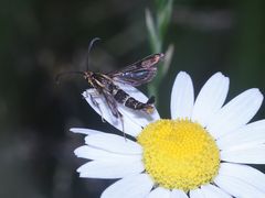 (1/5) Schillernde  Persönlichkeit und ein Doppelmord in der Oberpfalz!