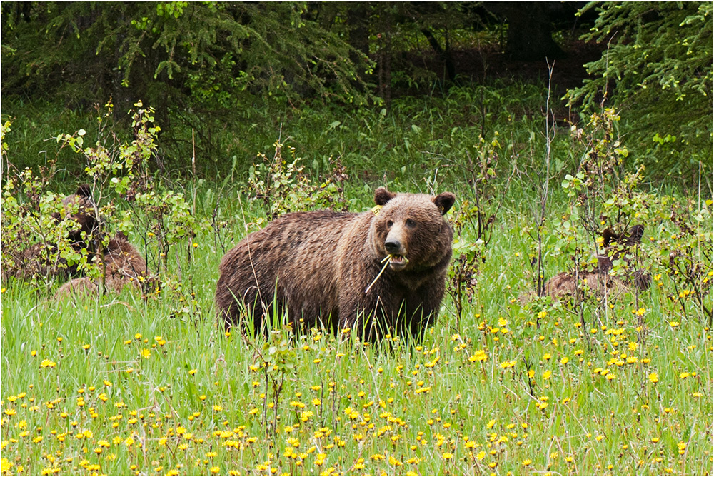 15. Tag: Grizzly Encounter