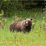 15. Tag: Grizzly Encounter