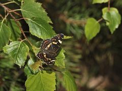 (15) Unterschiedliche Färbungen der Sommerform des Landkärtchens (Araschnia levana f. prorsa)