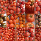 15 verschiedene Tomatensorten...