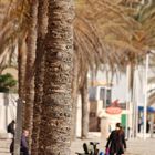 15 VIII XA, Promenade am Strand von Paguera