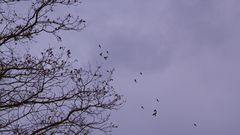 (15) Vogelschwärme