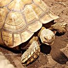 150 Jahre alte Schildkröte