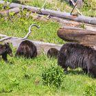 150 Jahre Yellowstone National Park