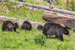 150 Jahre Yellowstone National Park