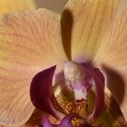 150104 Orchidee