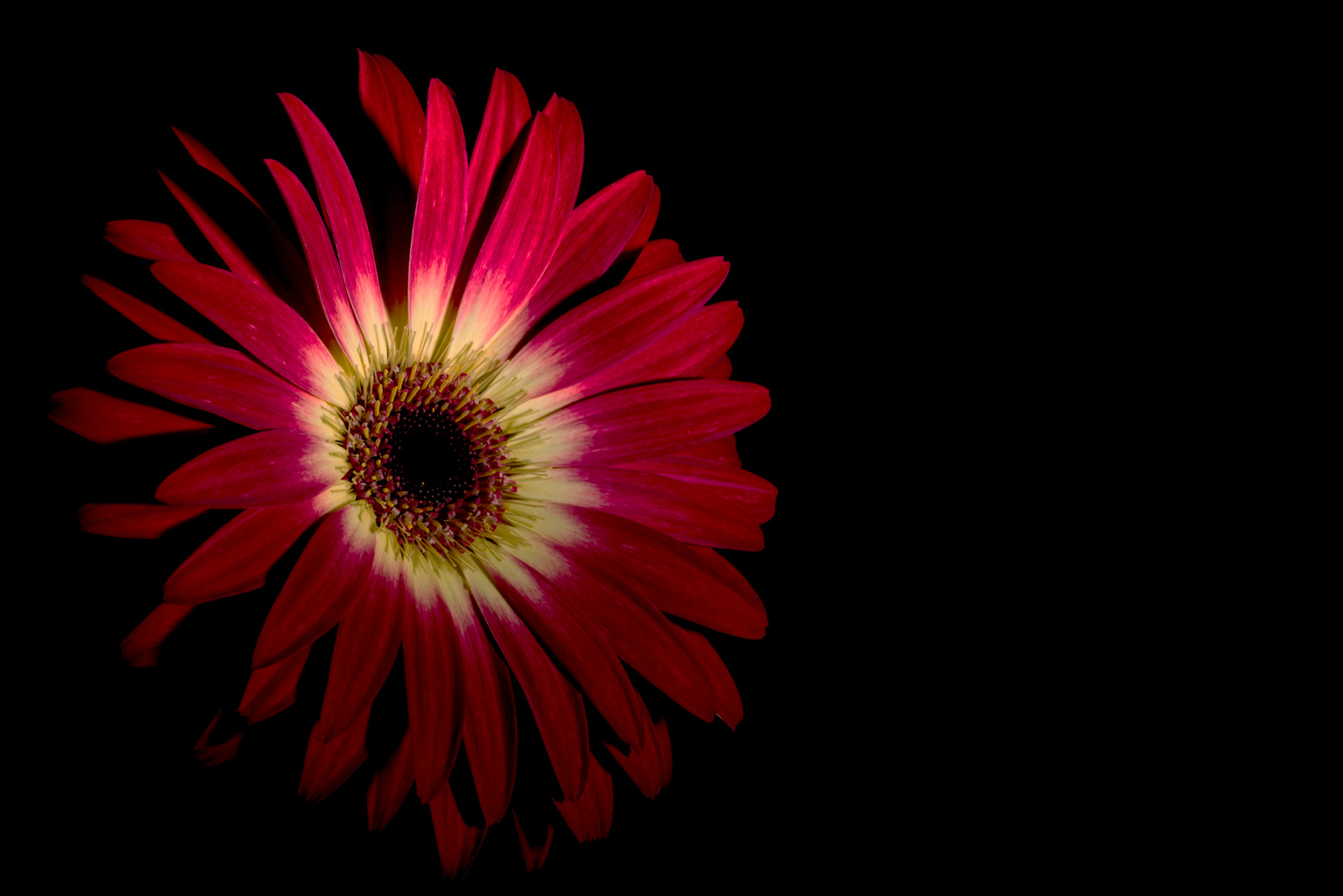 150306 Gerbera 17 B