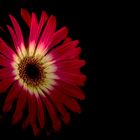 150306 Gerbera 17 B