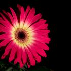 150306 Gerbera 3 B