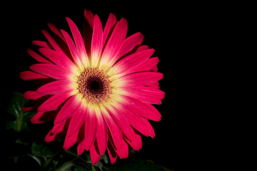 150306 Gerbera 3 B