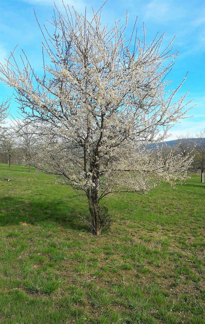 15.04.2020 " Prima Ballerina  Schwanensee "