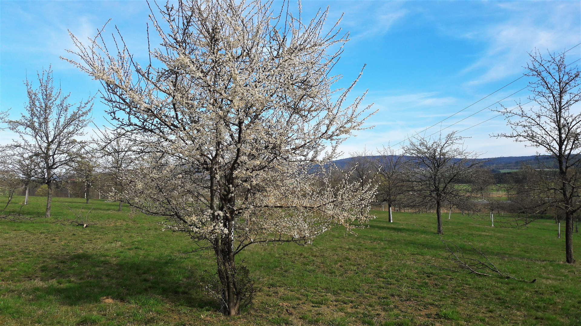 15.04.2020 Streuobstwiese Erste Blüher 