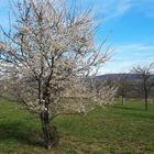 15.04.2020 Streuobstwiese Erste Blüher 