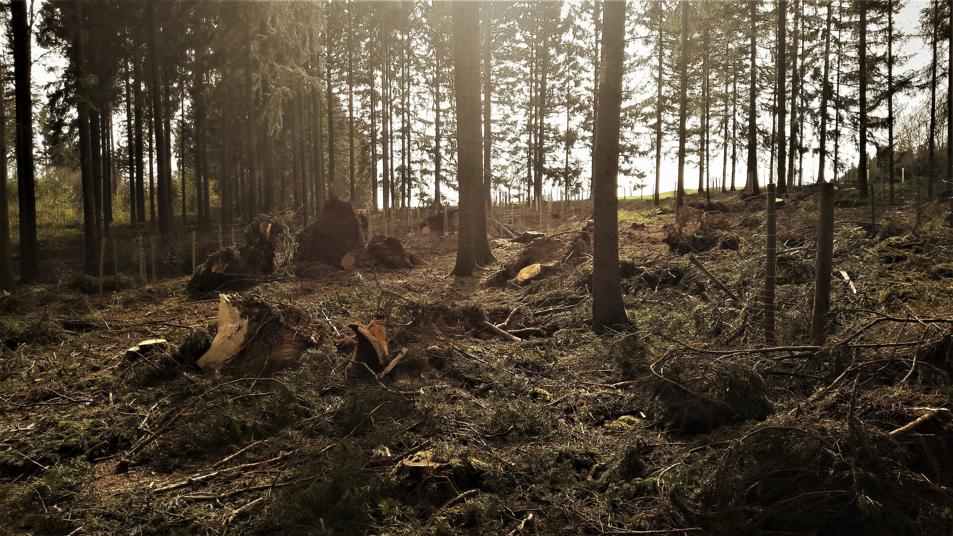 15.04.2020 Wilder Wald  + Wiederaufforstung