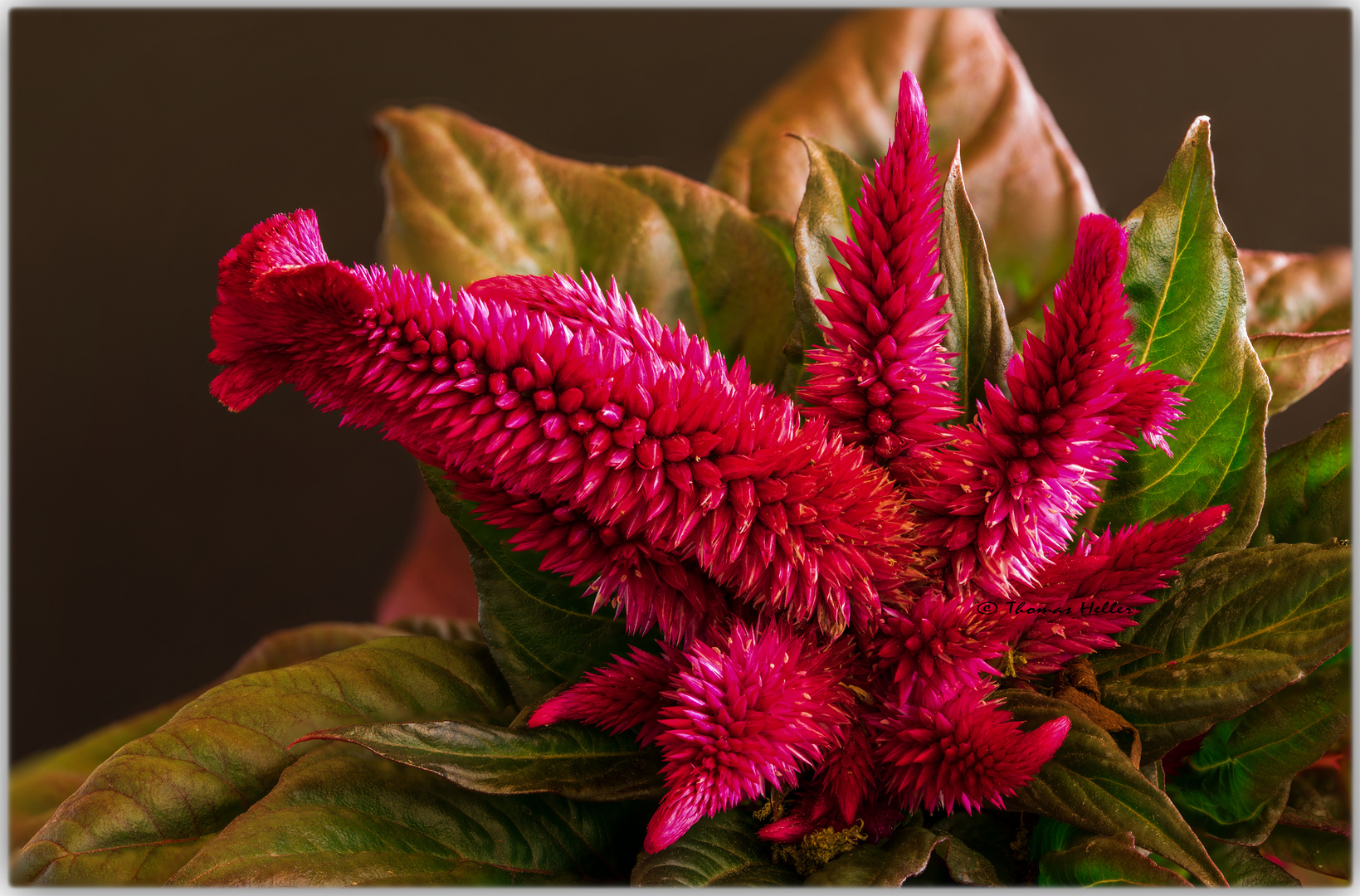 150822 Celosia 1 R C