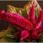 150822 Celosia 1 R C