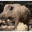 151003 Wildschwein 10 B R C