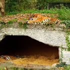 15.10.2014 Ahimsa (oben) Jegor (in der Höhle)