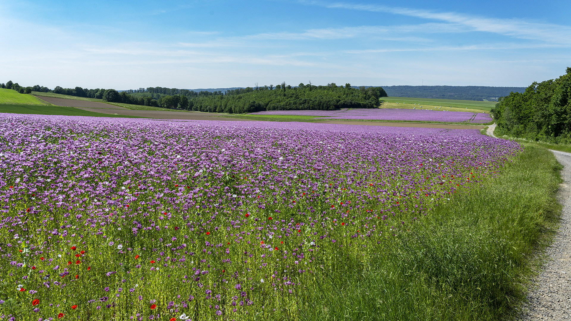 1513TZ Weg durchs Mohnfeld - 