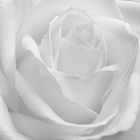 1522 ... White Rose ... 