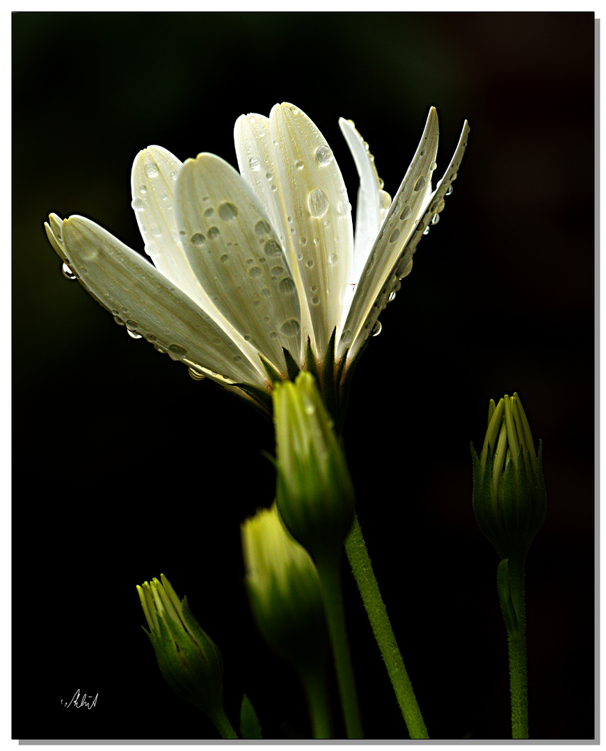 1530   --- nach dem Regen ---