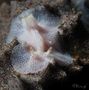 Goniobranchus sp. von Patrick Ess